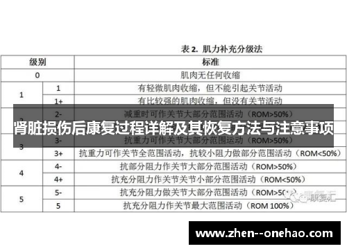 肾脏损伤后康复过程详解及其恢复方法与注意事项